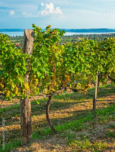Nice vineyard in summer