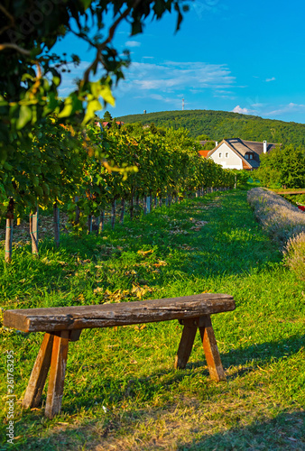 Nice vineyard in summer