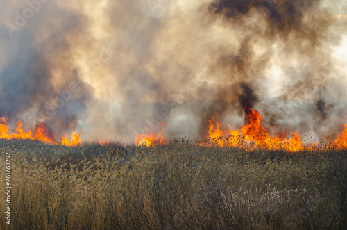 Strong fire and smoke, grass and reeds in flames.Black smoke. © freeman83