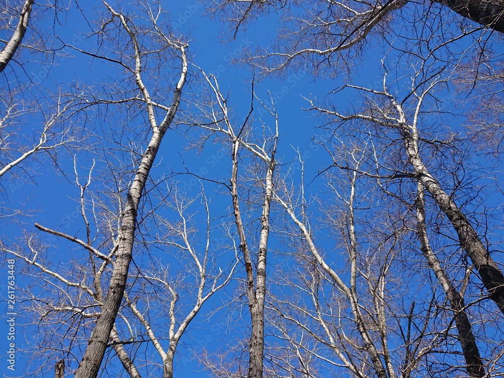 branches of a tree against blue sky branches of a tree against blue sky