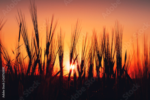 Close up of Rye cereal plants on field with blurry sunset in the back ground in late summer or autumn light. Old town of Braunschweig  Germany