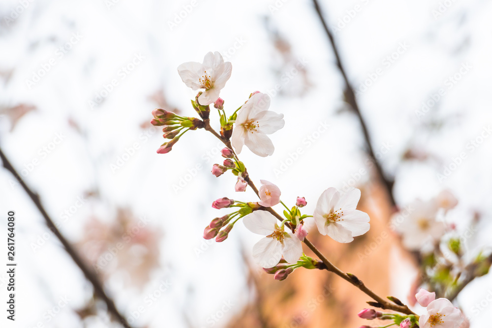 Cherry blossom in spring for background or copy space for text Cherry blossom in spring for background or copy space for text