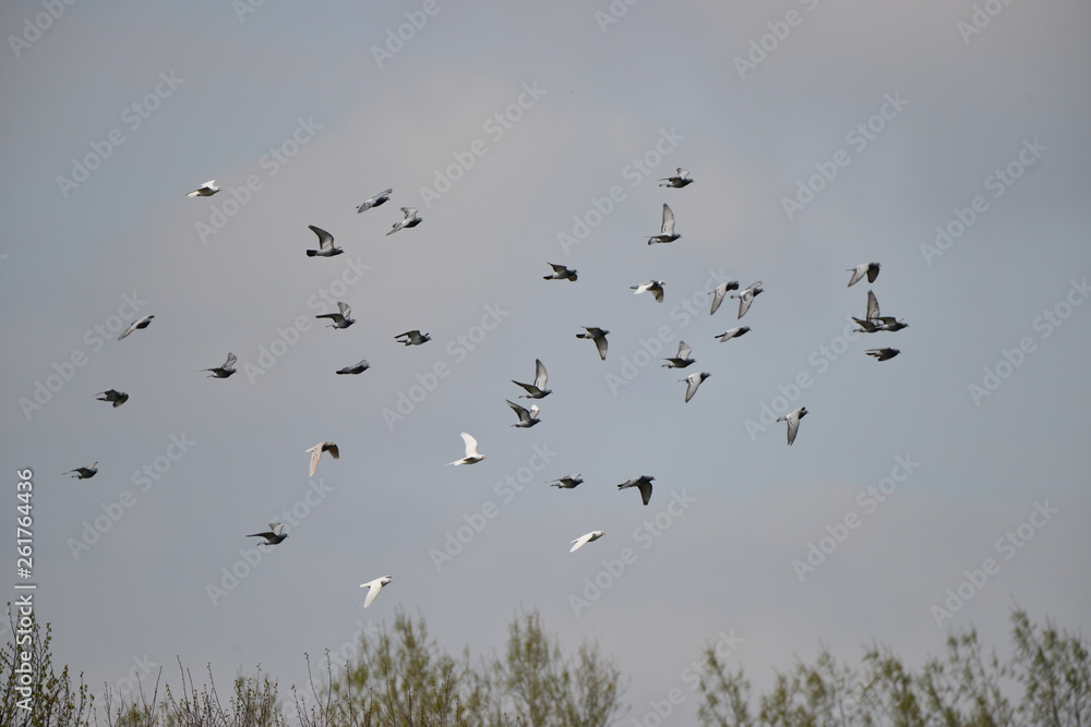 Flying pigeons in the blue sky Flying pigeons in the blue sky