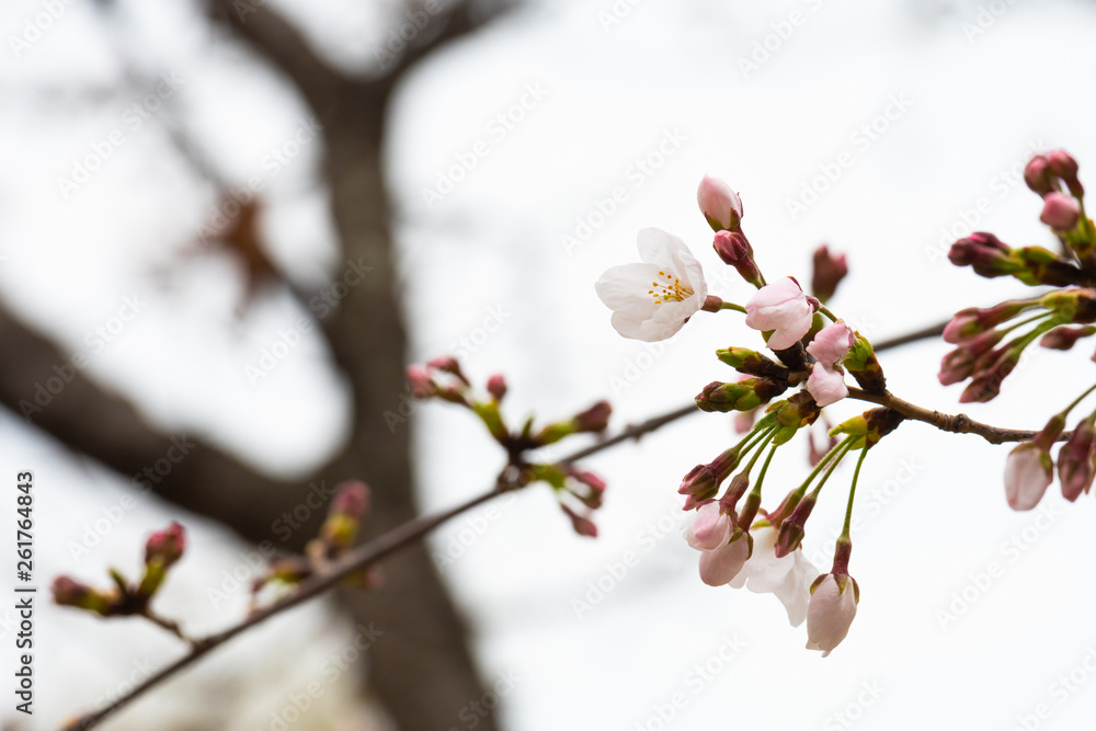 Cherry blossom in spring for background or copy space for text Cherry blossom in spring for background or copy space for text