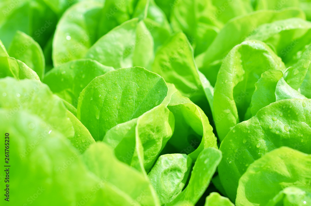 Fototapeta premium Salad texture. Green lettuce growing in vegetable garden.