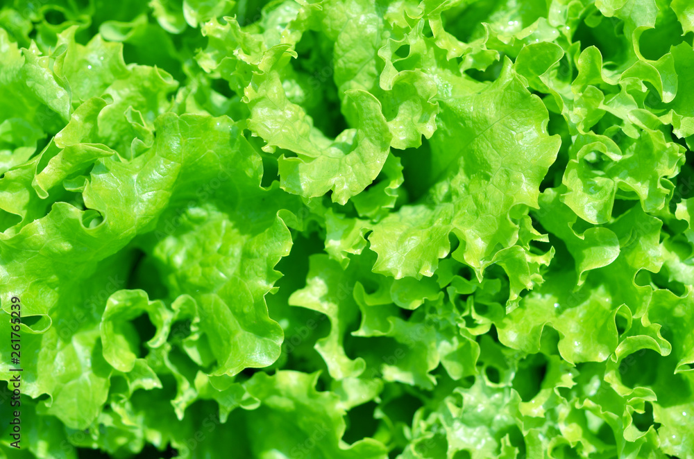 Salad texture. Green lettuce growing in vegetable garden. Salad texture. Green lettuce growing in vegetable garden.