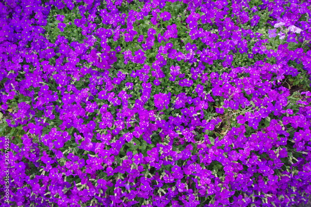 Blumenteppich im Garten Blumenteppich im Garten
