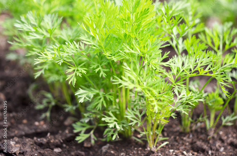 .Young carrot tops, growing vegetables in the open ground on fertile soil, the concept of agriculture and farms. .Young carrot tops, growing vegetables in the open ground on fertile soil, the concept of agriculture and farms.