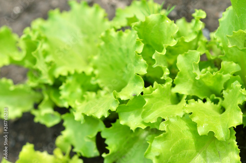 Salad texture. Green lettuce growing in vegetable garden.