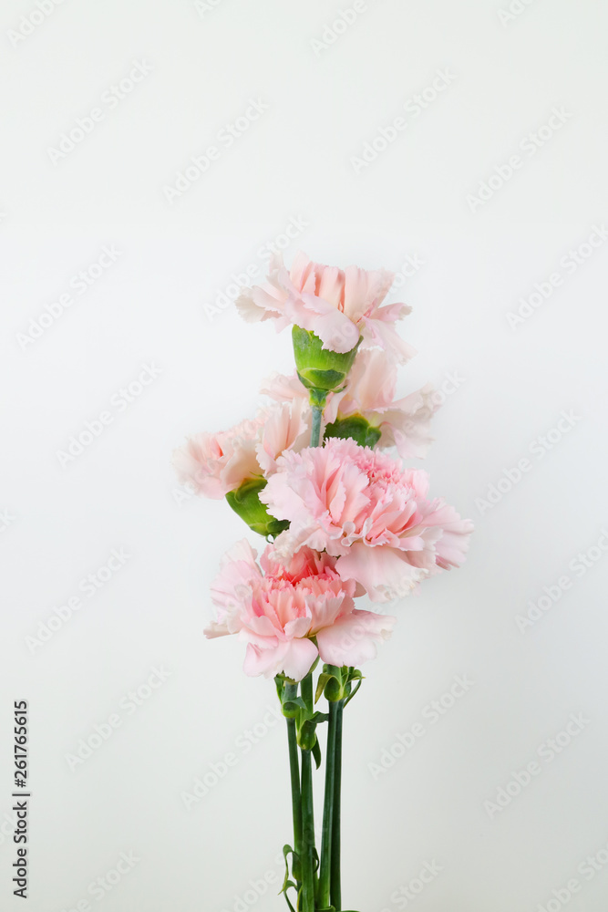 Fototapeta premium 아름다운 봄 꽃, 리빙코랄 컬러 카네이션,안개꽃,장미