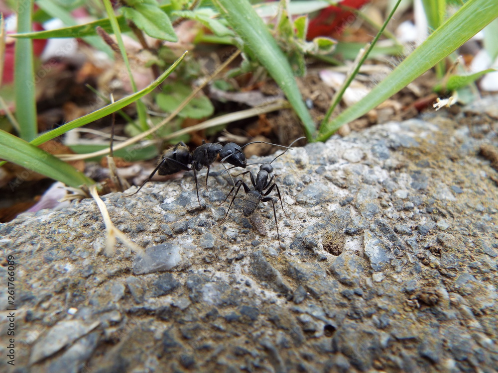 Fototapeta premium アリ ants