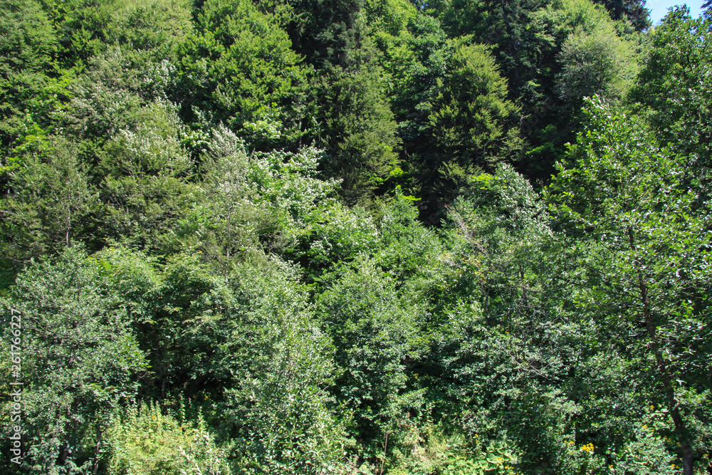 Panorama tourism in the summer. Blue sky and trees. Forest area of the natural park. Background image Panorama tourism in the summer. Blue sky and trees. Forest area of the natural park. Background image