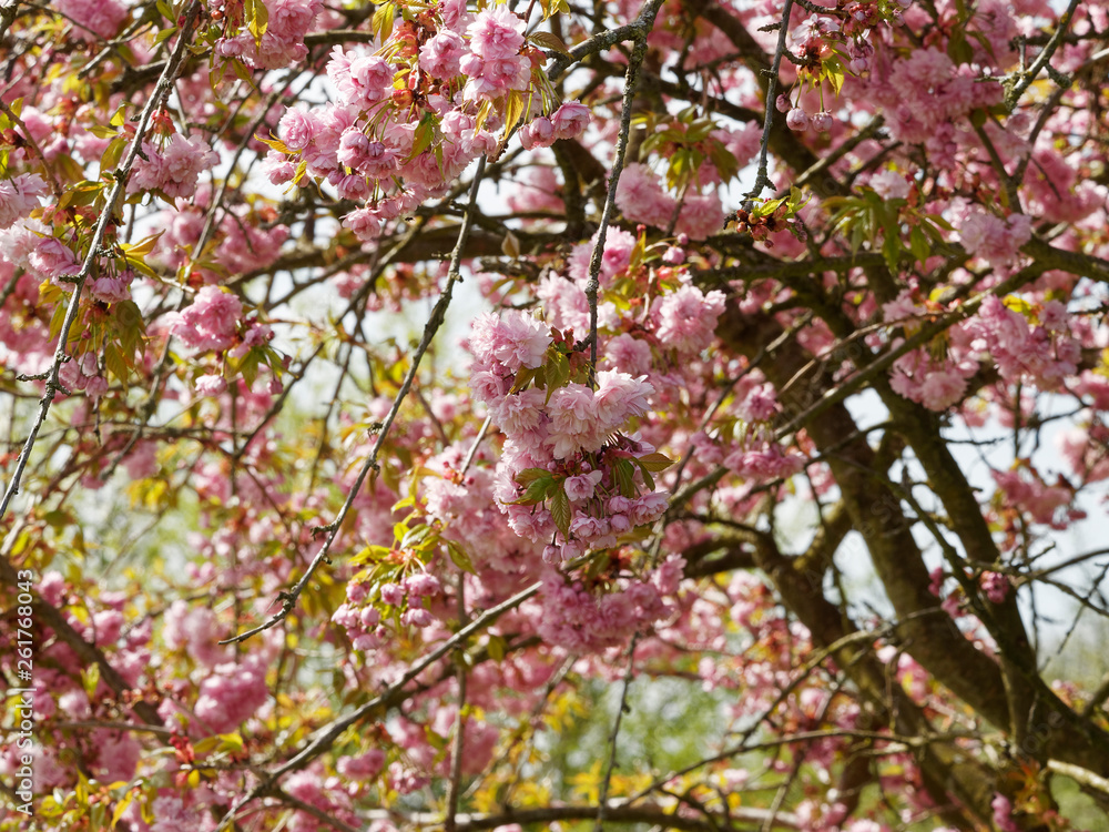 Cerisier à fleurs du japon 'Kanzan' (Prunus serrulata) à floraison abondante et spectaculaire de couleur rose framboise Cerisier à fleurs du japon 'Kanzan' (Prunus serrulata) à floraison abondante et spectaculaire de couleur rose framboise