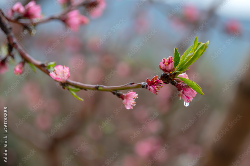 Peach pink flowers with rain drops on the petals close up on a blurred background. Galilee Mountains. Israel Peach pink flowers with rain drops on the petals close up on a blurred background. Galilee Mountains. Israel