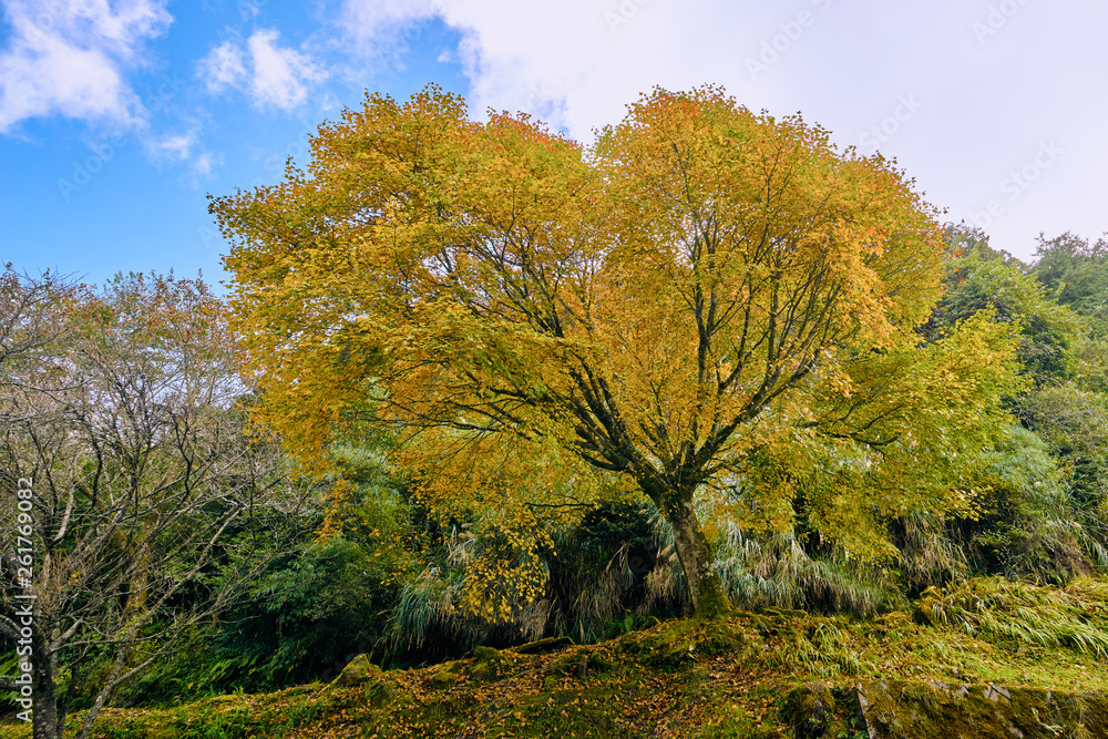 Beautiful scenics of yellow Ginkgo tree with full yellow leaf in Alishan forest, Taiwan.