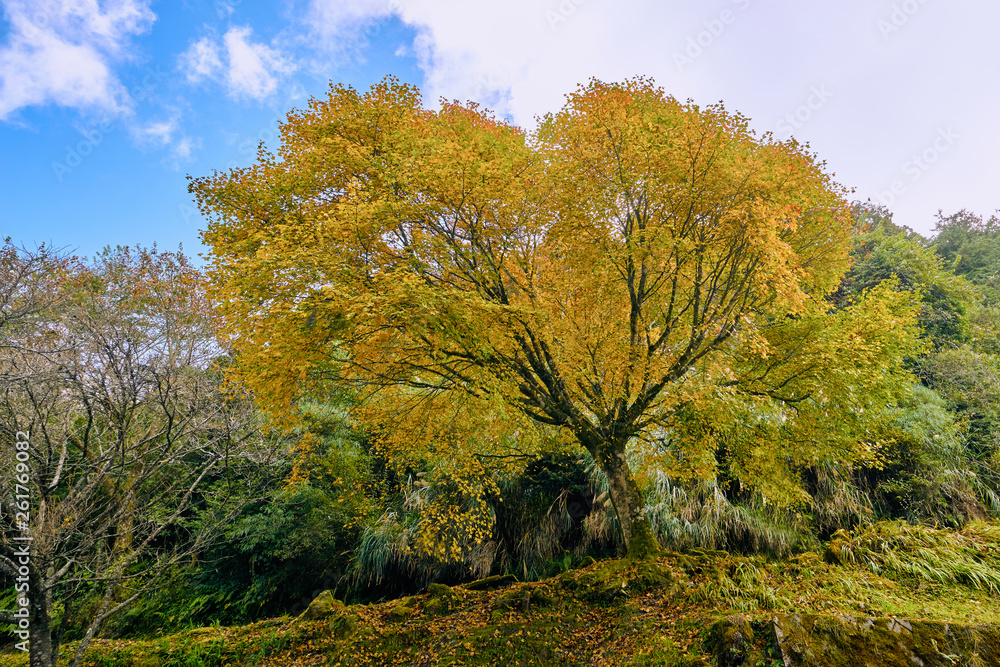 Beautiful scenics of yellow Ginkgo tree with full yellow leaf in Alishan forest, Taiwan. Beautiful scenics of yellow Ginkgo tree with full yellow leaf in Alishan forest, Taiwan.