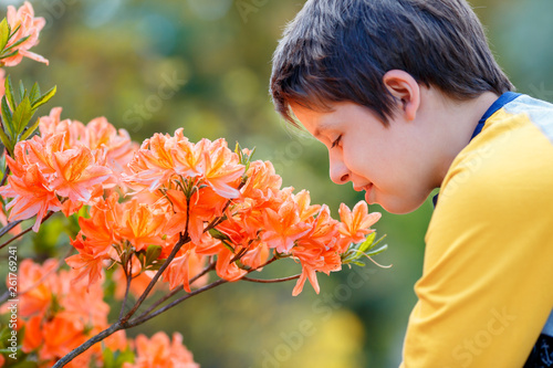 Spring portrait of cute attractive 10 year old boy smelling blossoming pink Rhododendron in the garden