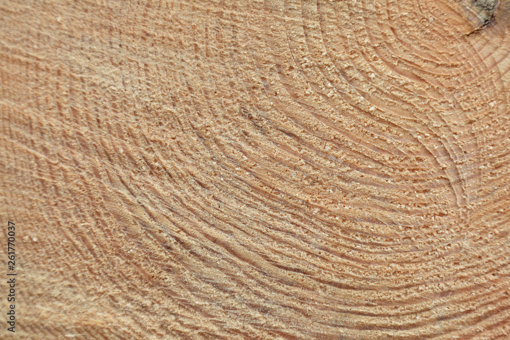 Freshly cut tree trunk Freshly cut tree trunk