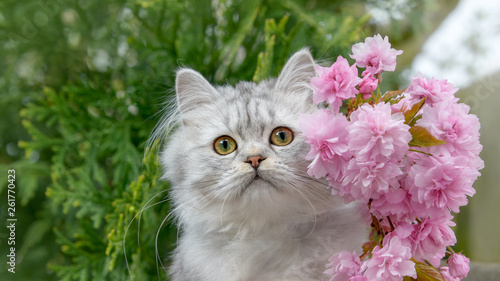 Cute British Longhair cat kitten, black-silver-spotted-tabby, portrait with pink flowering cherry blossoms in spring photo