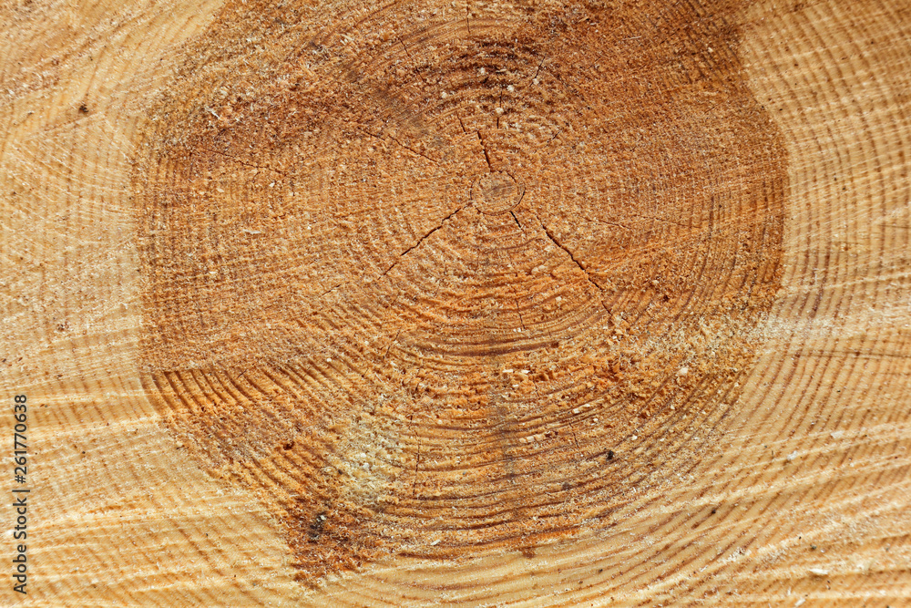 Freshly cut tree trunk Freshly cut tree trunk