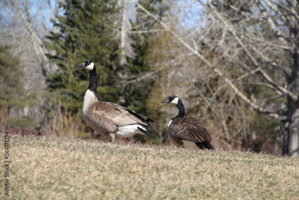 The Geese On The Hill, Gold Bar Park, Edmonton, Alberta The Geese On The Hill, Gold Bar Park, Edmonton, Alberta
