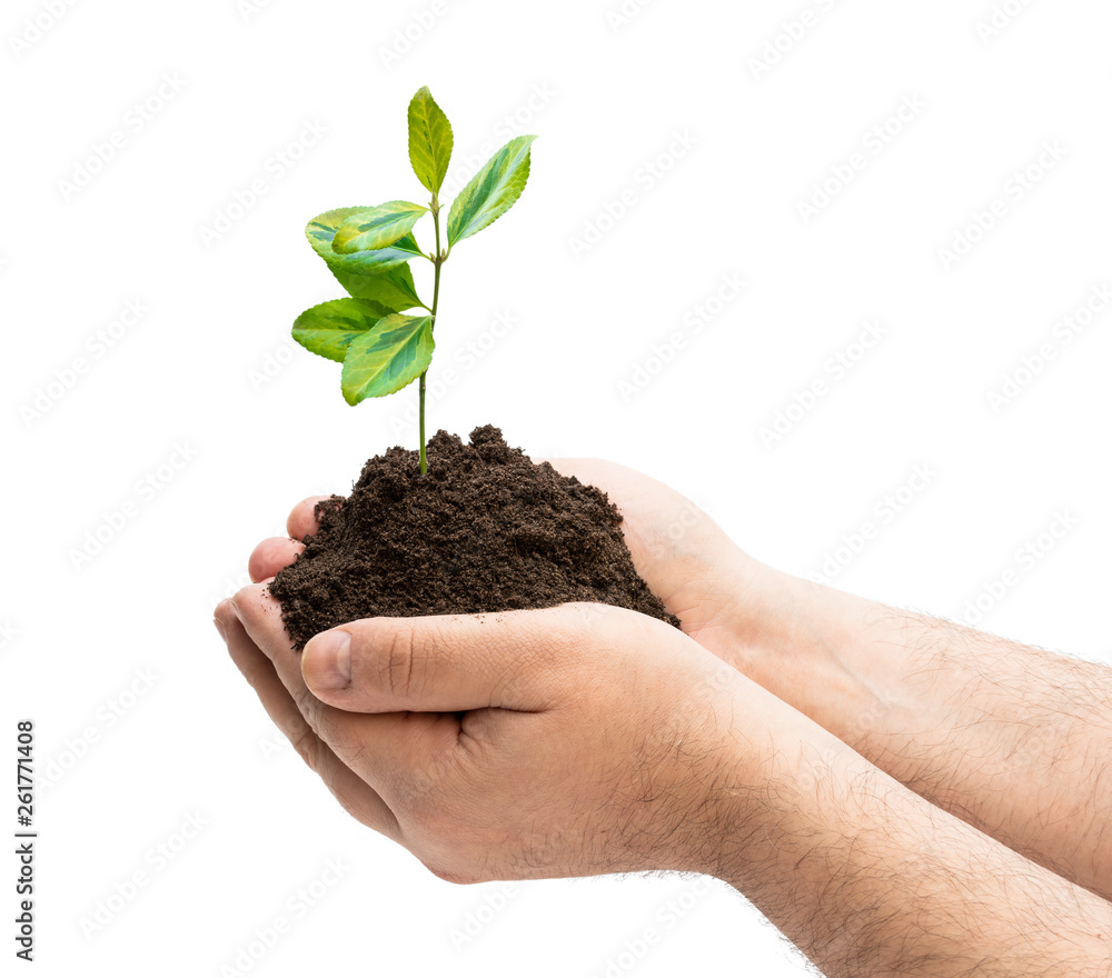 Growing green plant in man hands isolated on white Growing green plant in man hands isolated on white