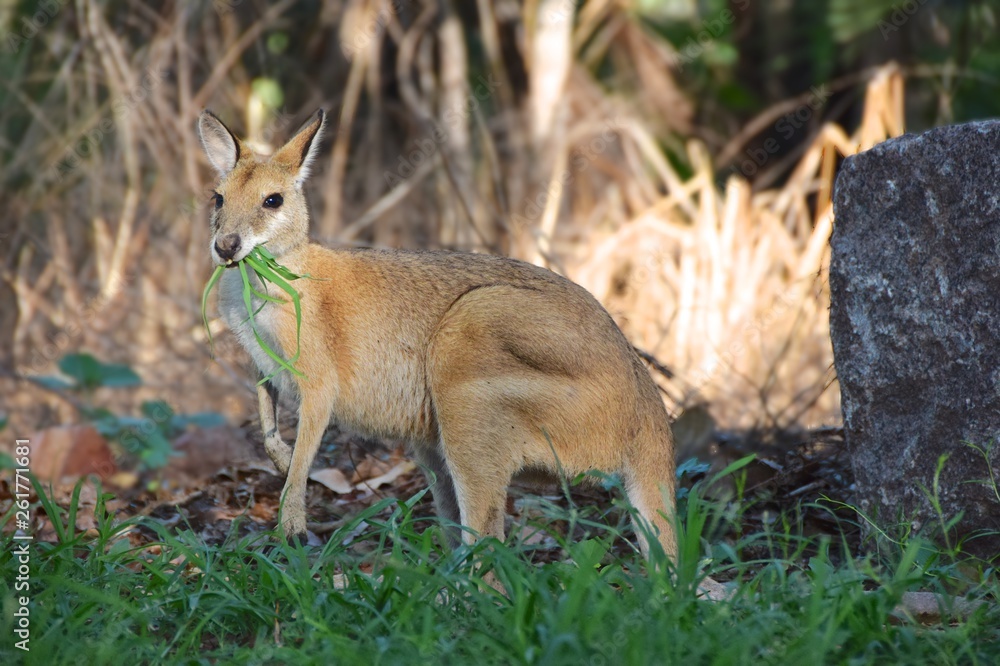 Kangaroo Breakfast