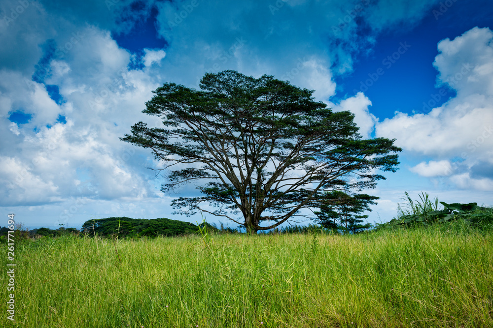 Obraz premium The beautiful and stunning landscapes and sunsets with rain forests and waterfalls on the Big Island of Hawaii for fine art photography and office decor