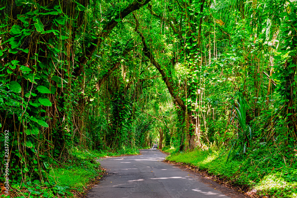 Fototapeta premium The beautiful and stunning landscapes and sunsets with rain forests and waterfalls on the Big Island of Hawaii for fine art photography and office decor