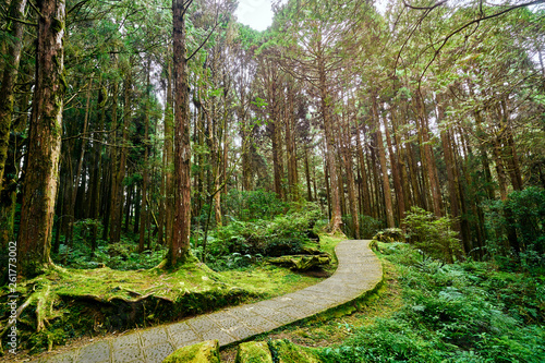 Beautiful green scenery of Giant tree in Alishan forest at Taiwan. photo