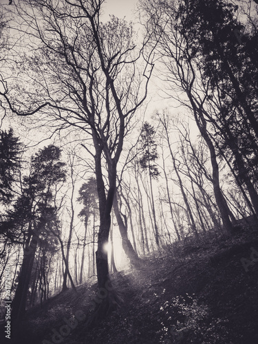 mystic trees © mkahntphoto