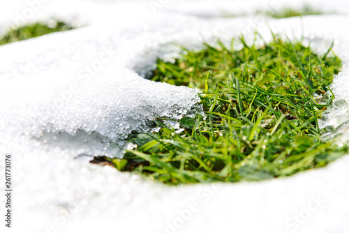 Spring time concept - melting snow and growing green grass on a sunny day in close-up