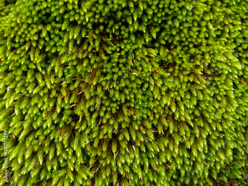 tappeto di muschio verde photo
