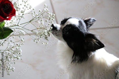 Canvas Print dog sniffing white flowers