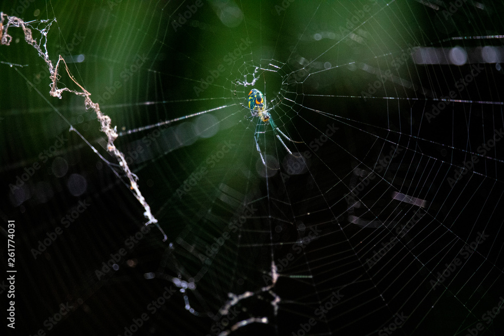 spider on web spider on web