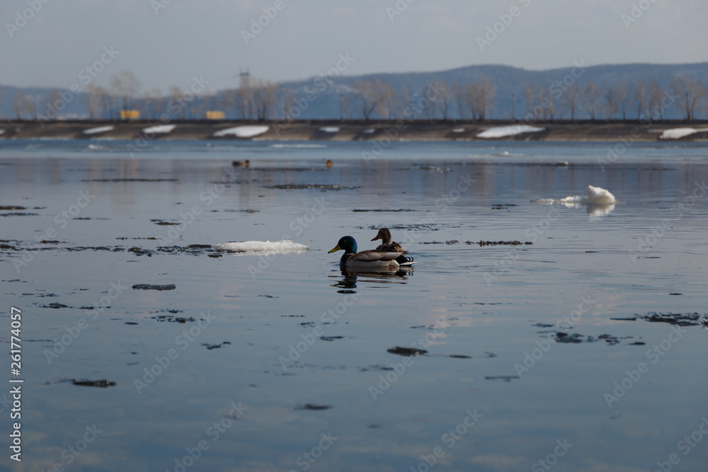 A flock of wild ducks swimming in the river after winter. Ducks swim in winter ice water. Conceptual snapshot of wildlife A flock of wild ducks swimming in the river after winter. Ducks swim in winter ice water. Conceptual snapshot of wildlife