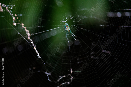 spider on web © Yana