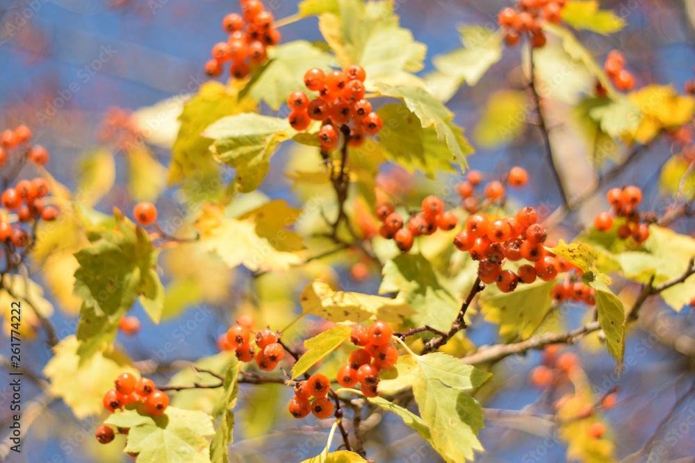 Autumn colors closeup Autumn colors closeup