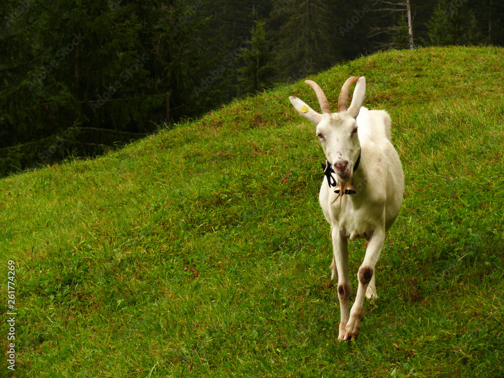 Fototapeta premium A nice goat in the green meadow.