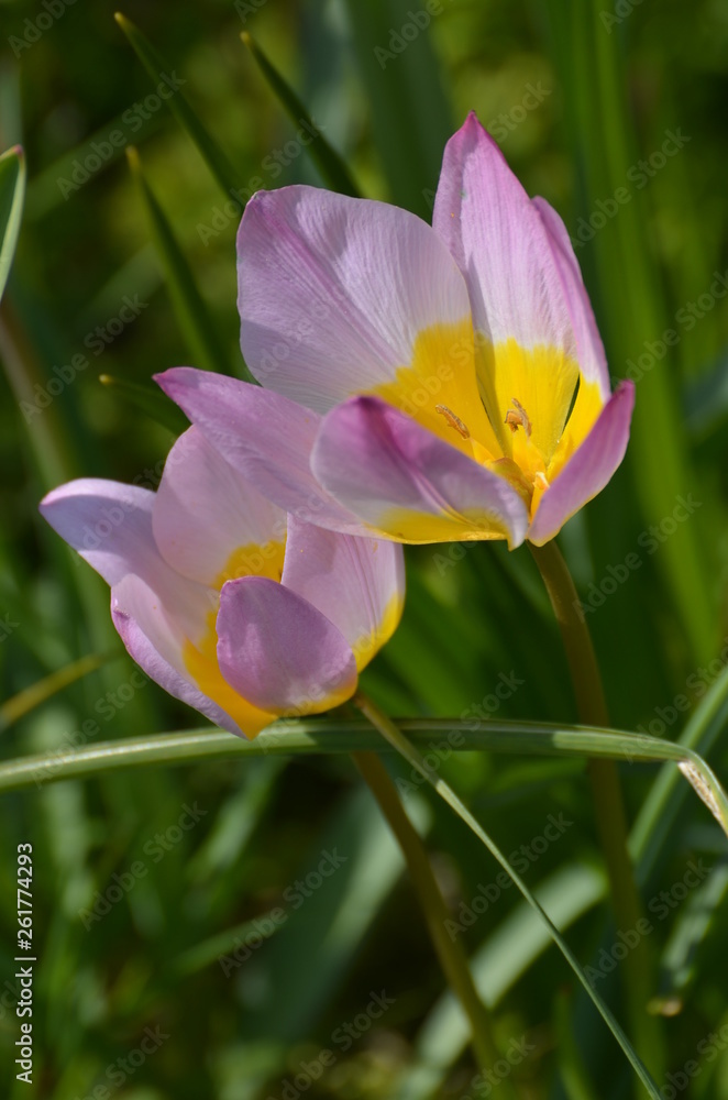 tulipe rose