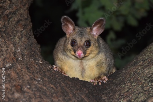 Australian Possum