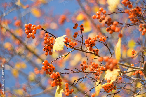 Autumn colors closeup