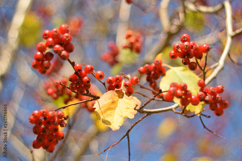 Autumn colors closeup Autumn colors closeup