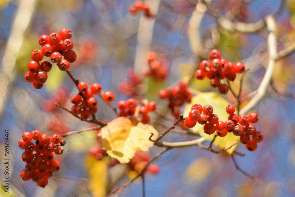 Autumn colors closeup