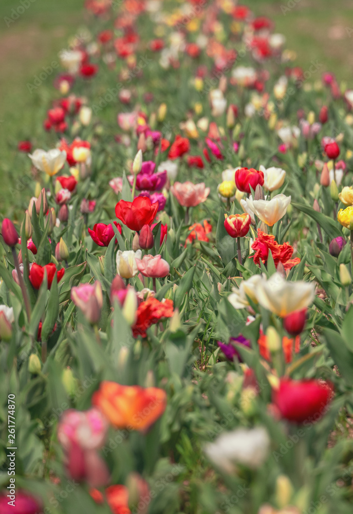 colorful field of tulips bloomed in April