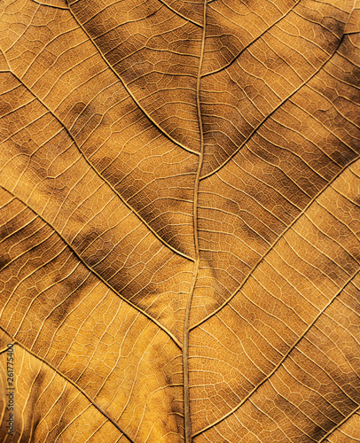 Abstract background from veins texture of old brown leaf with sunlight. Nature backdrop.