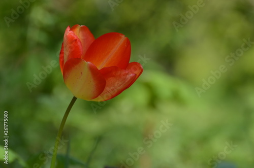 tulipe orange