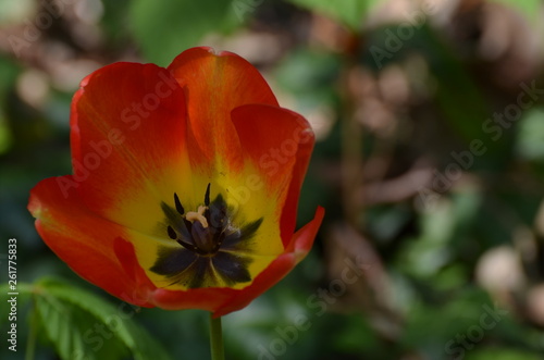 tulipe orange