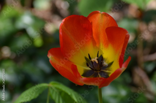 tulipe orange