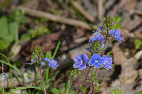 fleur violette